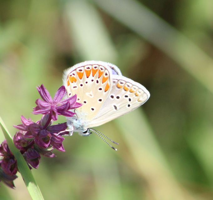 Polyommatus thersites - ibolyaszín boglárka