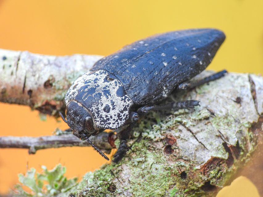 Capnodis tenebrionis - kökény-tükrösdíszbogár