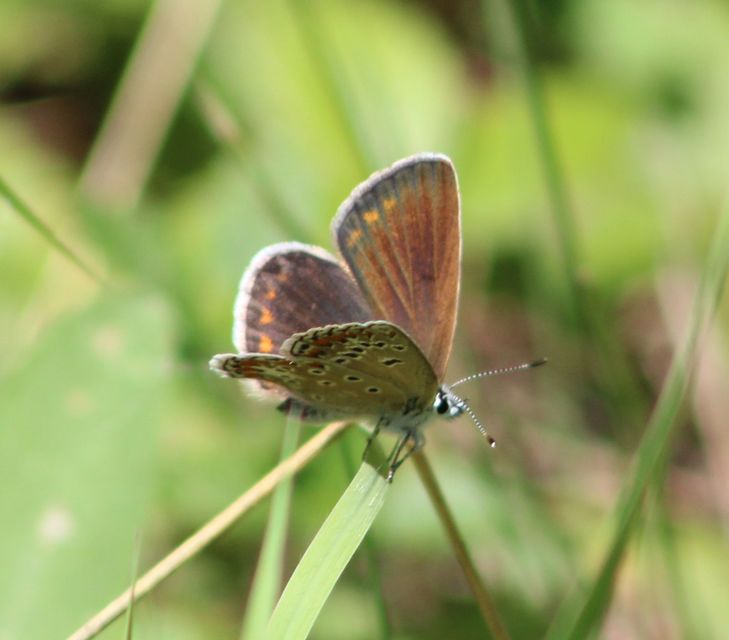 Polyommatus thersites - ibolyaszín boglárka