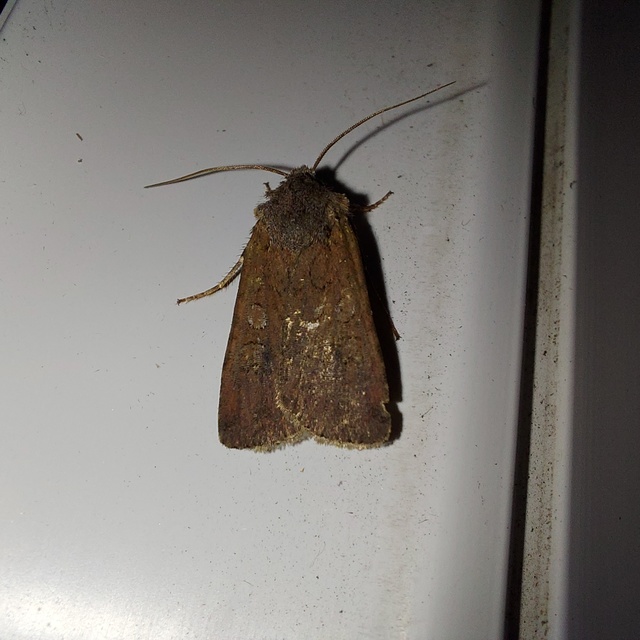 vándor földibagoly - Peridroma saucia