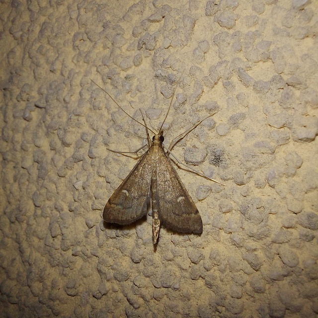 Dolicharthria punctalis - hosszúlábú tűzmoly