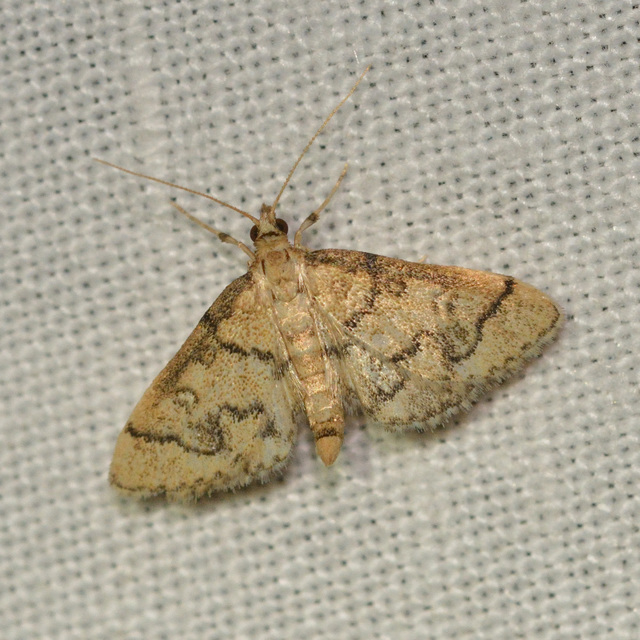 Metasia ophialis - kígyósávos tűzmoly
