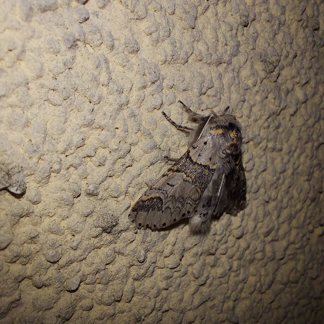 szürke púposszövő - Furcula furcula