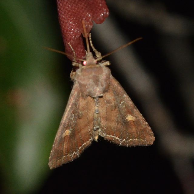 saláta-kertibagoly - Lacanobia oleracea