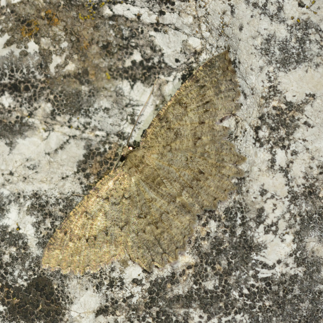 sötét sziklaaraszoló - Charissa obscurata