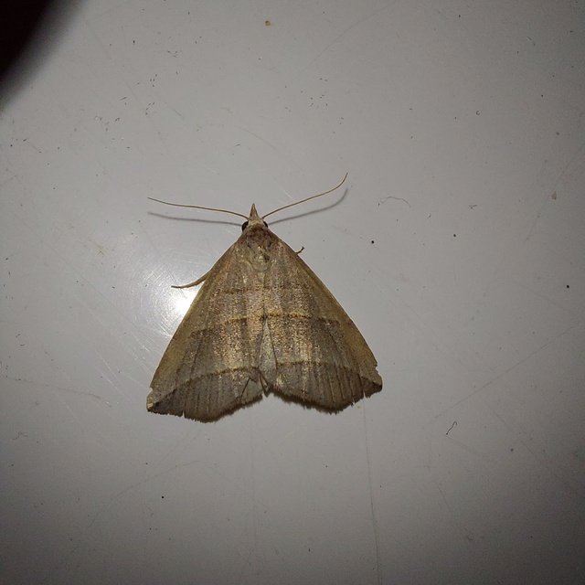 Colobochyla salicalis - háromsávos törpebagoly