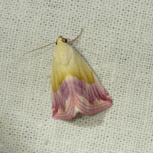 bíboros törpebagoly - Eublemma purpurina