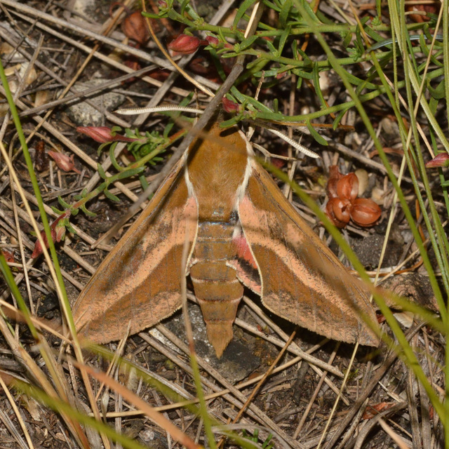 Hyles euphorbiae - kutyatejszender