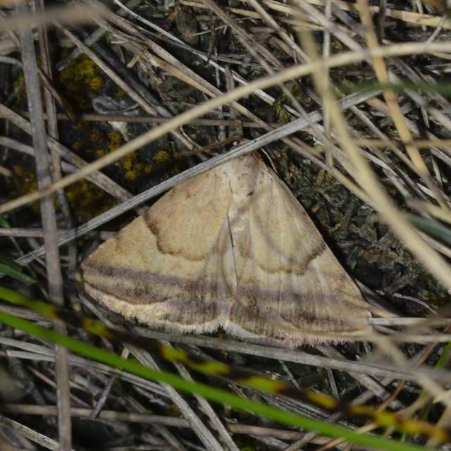 réti törpebagoly - Odice arcuinna