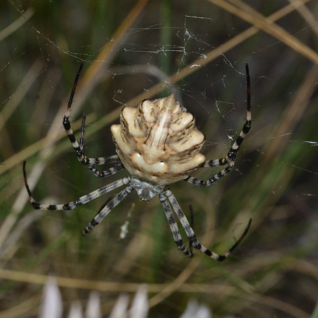 Argiope lobata - karéjos keresztespók