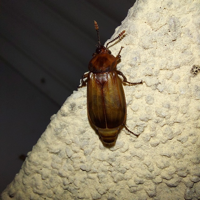 Necrodes littoralis - nagy dögbogár