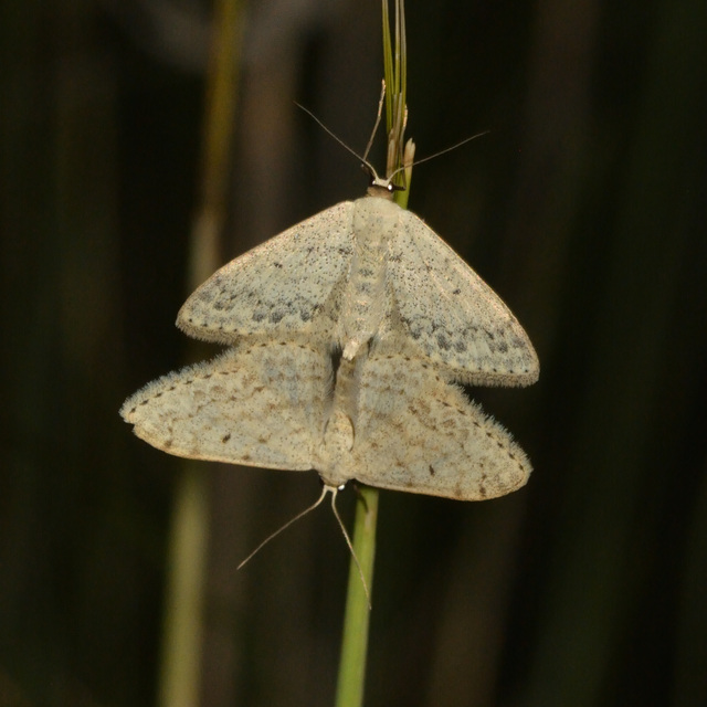 pettyes sávosaraszoló - Scopula marginepunctata