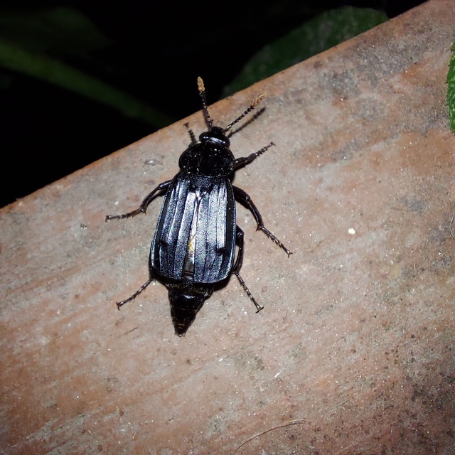 Necrodes littoralis - nagy dögbogár