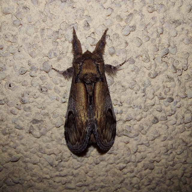 zegzugos púposszövő - Notodonta ziczac