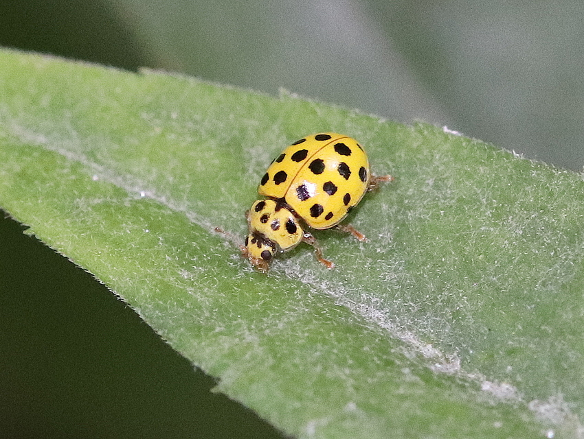 Psyllobora vigintiduopunctata - huszonkétpettyes katica