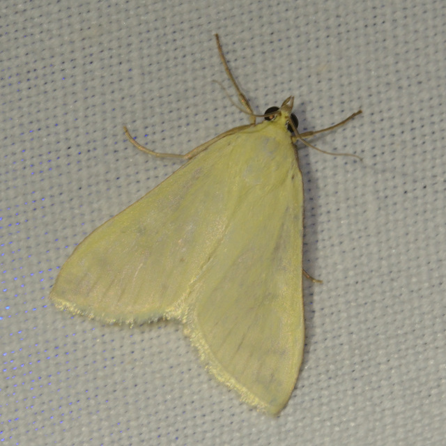 Sitochroa palealis - kénszárnyú dudvamoly