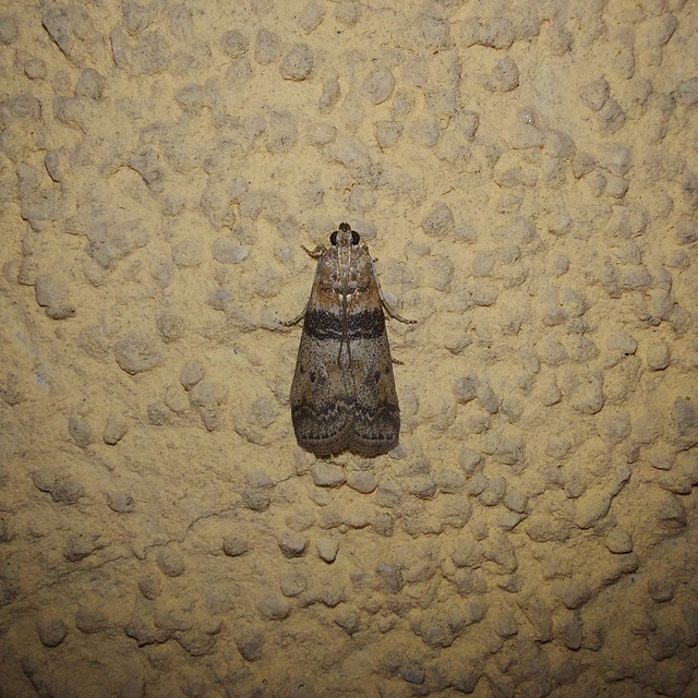 Sciota