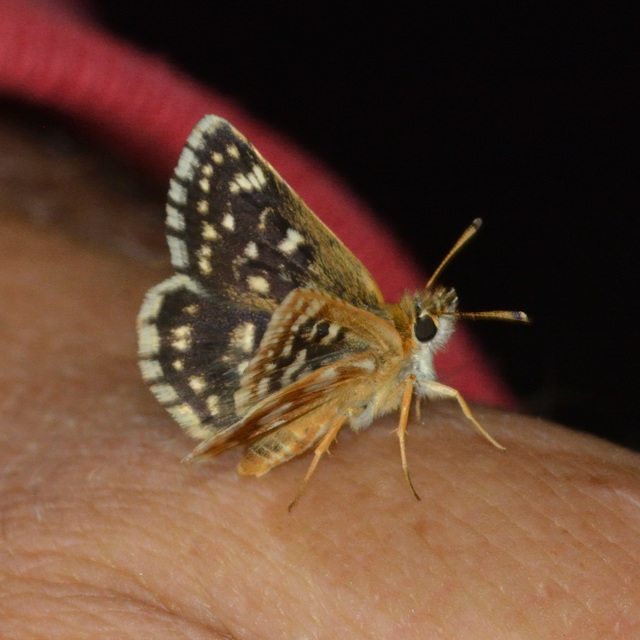 Spialia orbifer - törpe busalepke