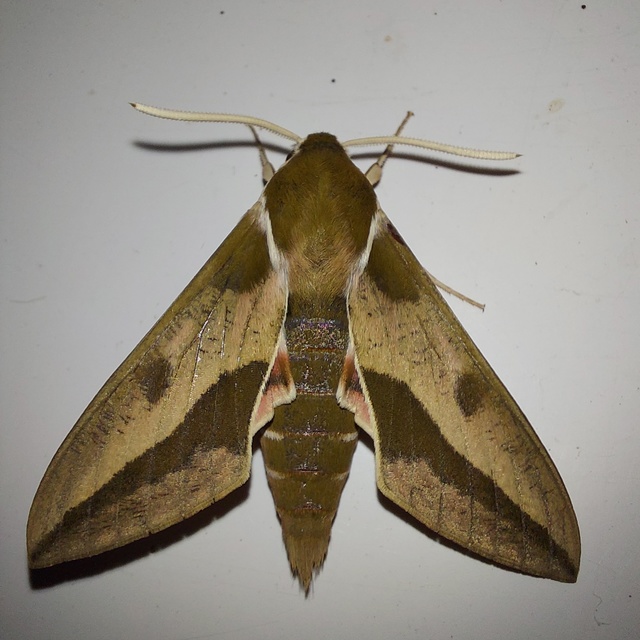 Hyles euphorbiae - kutyatejszender
