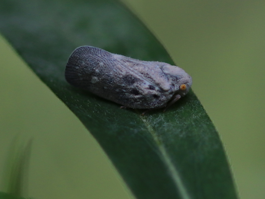 Metcalfa pruinosa - amerikai lepkekabóca