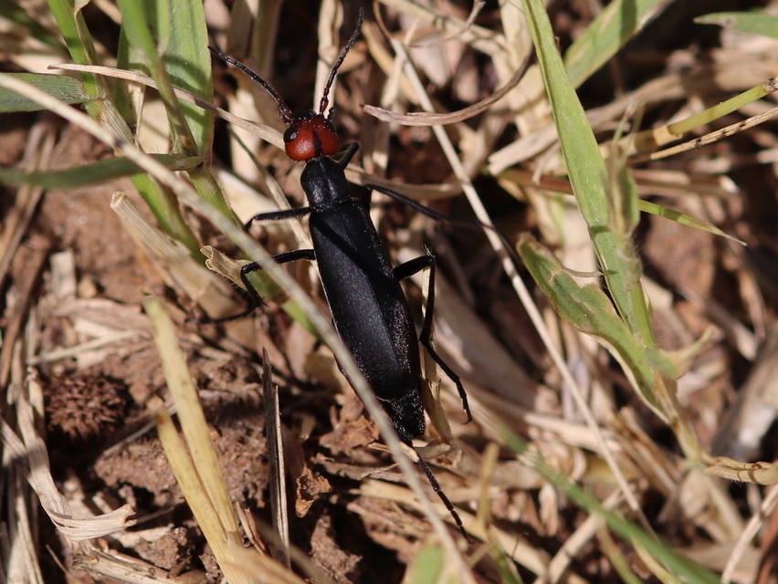 Epicauta rufidorsum - hollóbogár