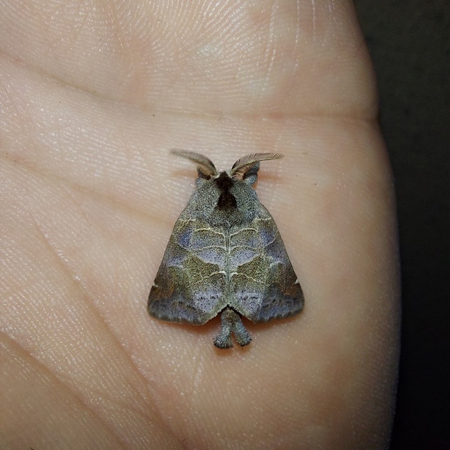 Clostera pigra - apró levélszövő