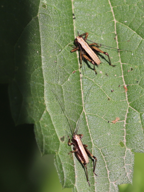 Pholidoptera griseoaptera - szürke avarszöcske