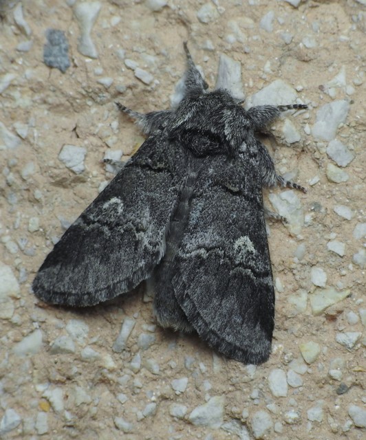 Drymonia querna - tölgyfa-púposszövő