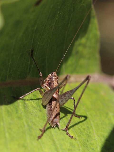 Rhacocleis germanica - német szöcske