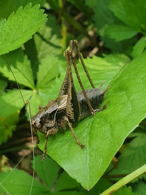 Pholidoptera griseoaptera - szürke avarszöcske