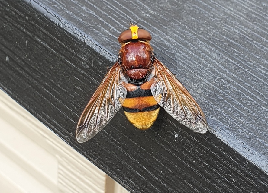 Volucella zonaria - kétöves pihelégy Volucella zonaria - kétöves pihelégy