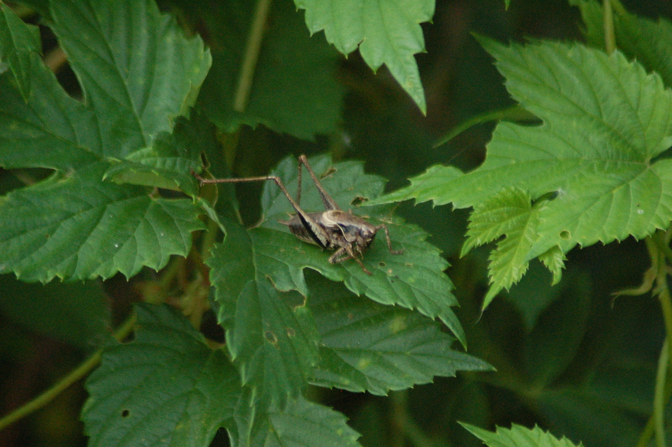 Pholidoptera griseoaptera - szürke avarszöcske
