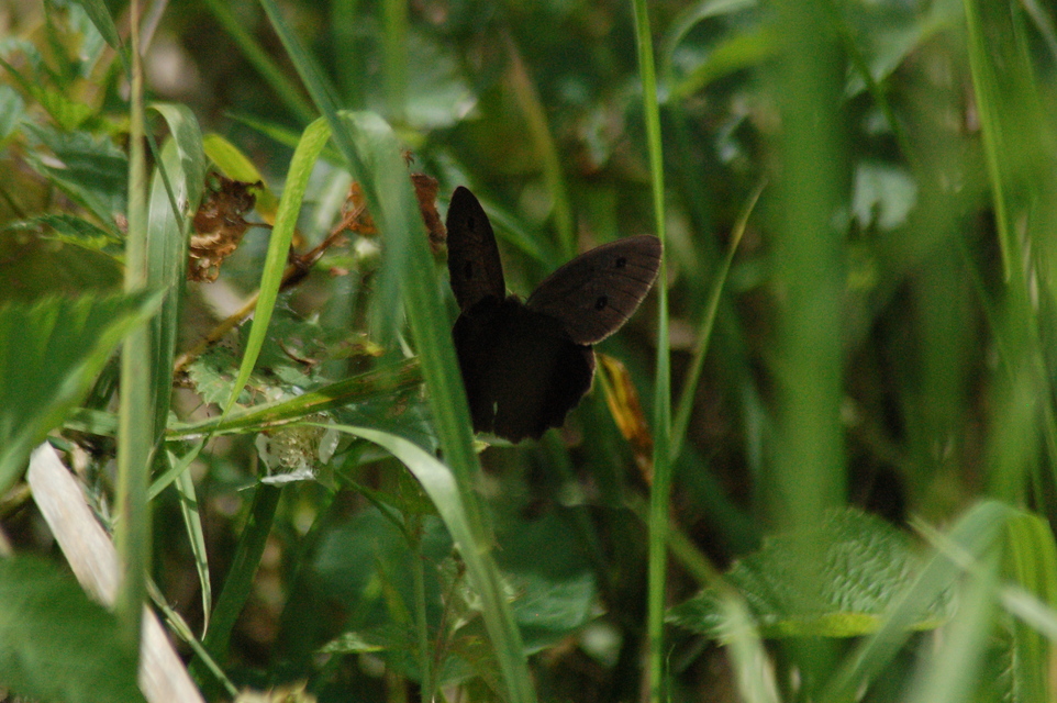 Minois dryas - fekete szemeslepke