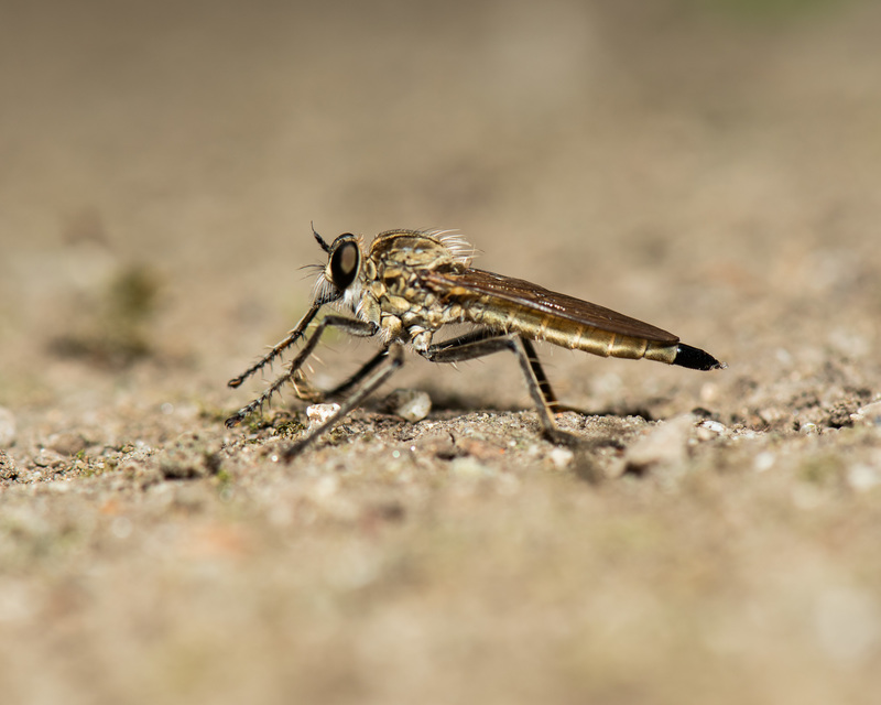 Philonicus albiceps