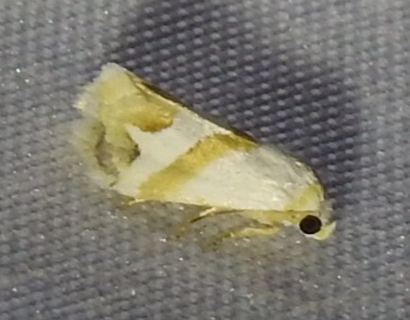Eublemma