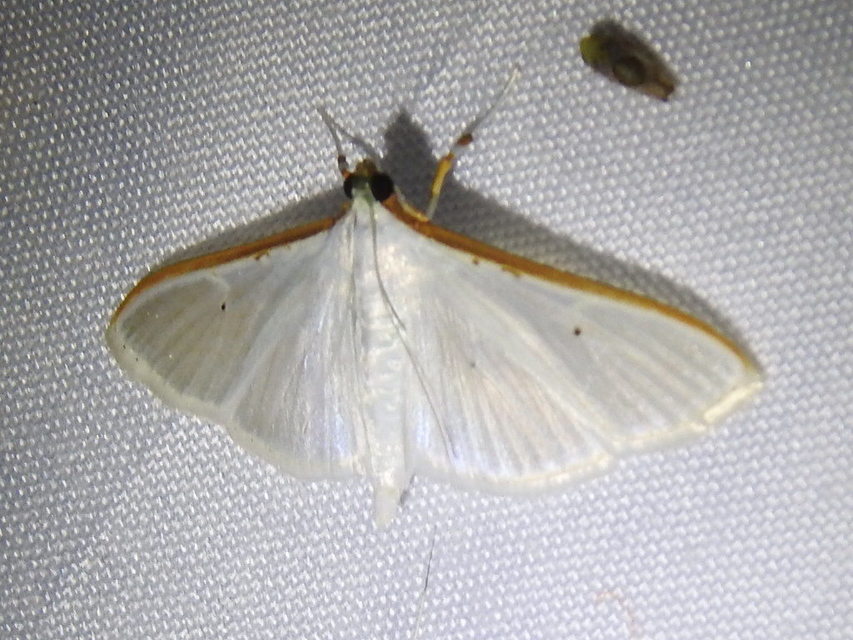 Palpita vitrealis - hófehér tűzmoly