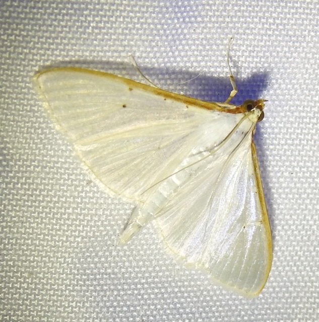 Palpita vitrealis - hófehér tűzmoly
