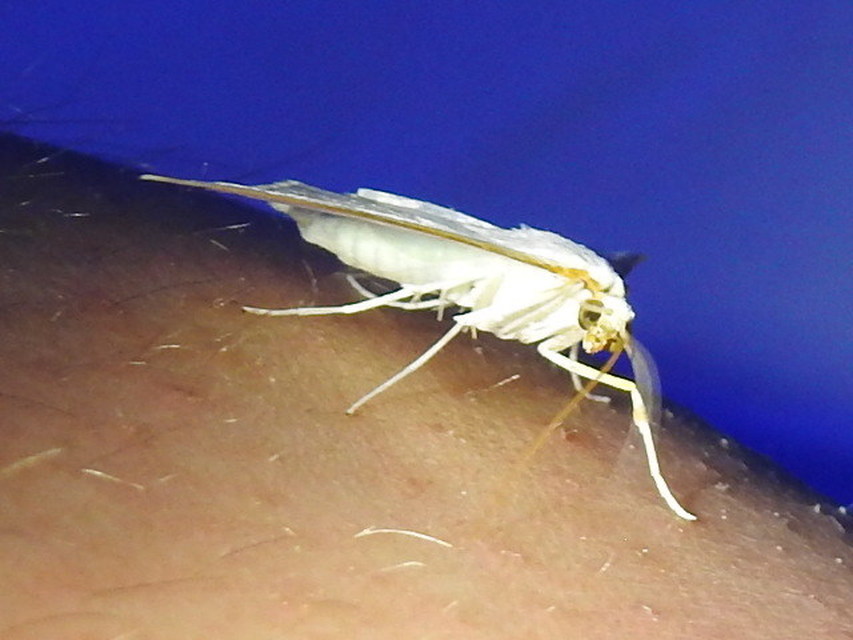 Palpita vitrealis - hófehér tűzmoly