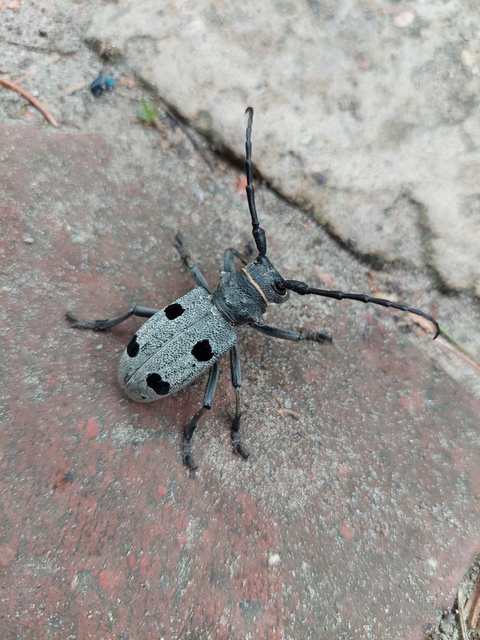 Morimus asper funereus - gyászcincér