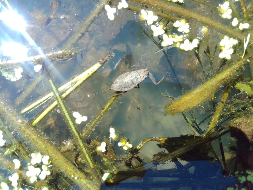 Nepa cinerea - víziskorpió