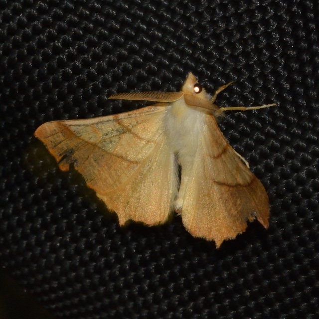 kőris-levélaraszoló - Ennomos fuscantaria