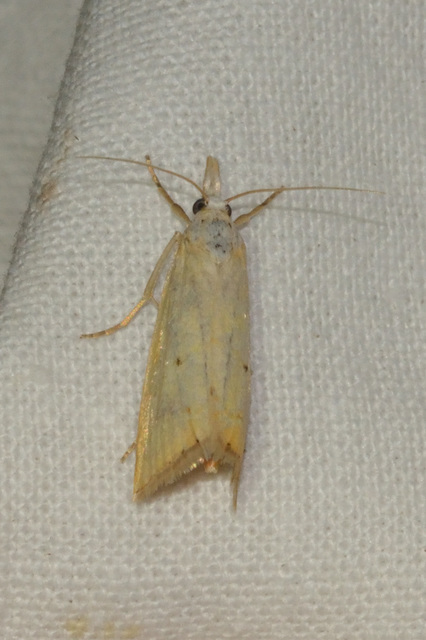Xanthocrambus saxonellus - sárga fűgyökérmoly
