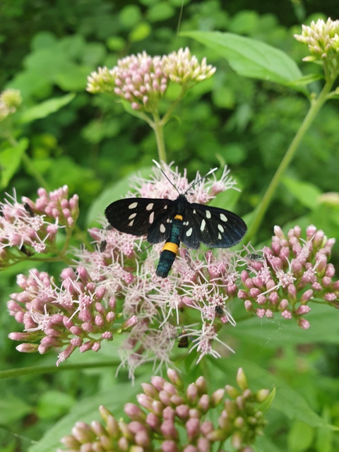 fehérpettyes álcsüngőlepke - Amata phegea