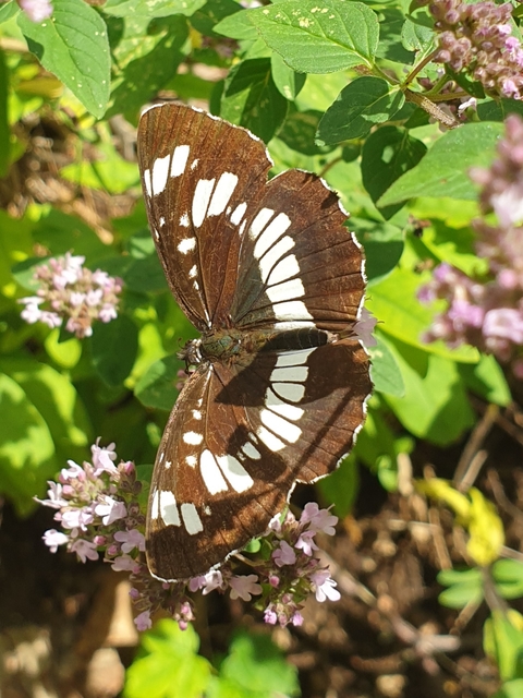 Neptis rivularis - nagy fehérsávoslepke