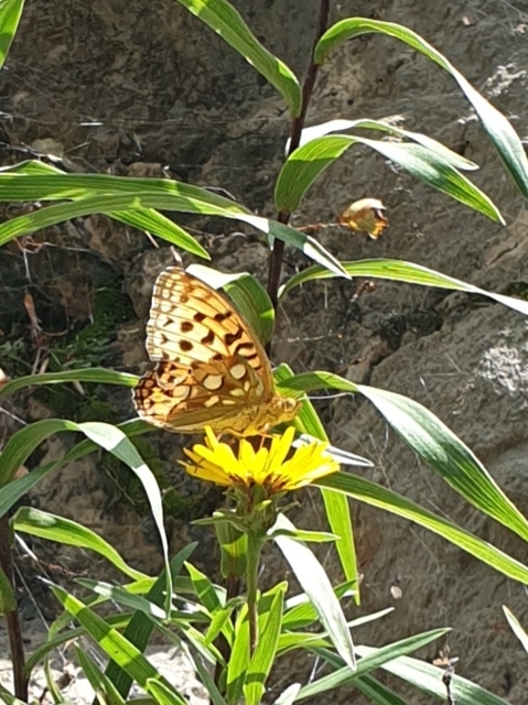 Argynnis aglaja - kerekfoltú gyöngyházlepke