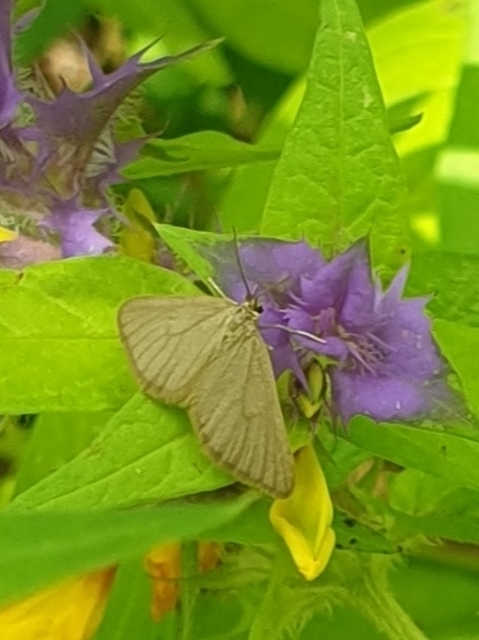 kutyatej-araszoló - Minoa murinata