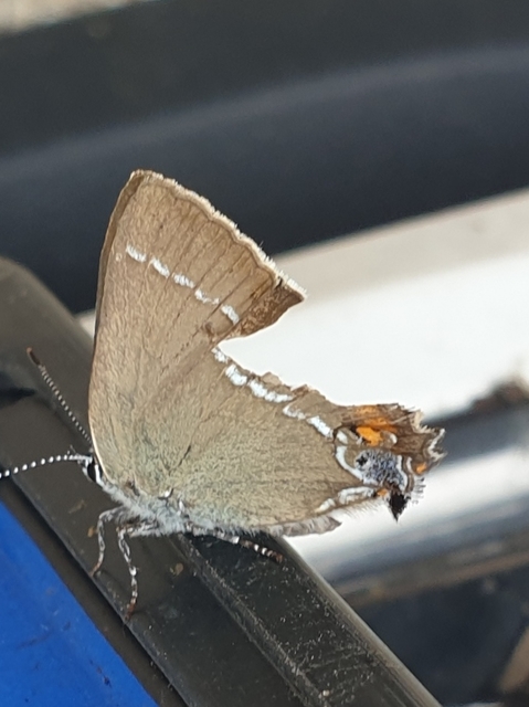 Satyrium spini - kökény-csücsköslepke
