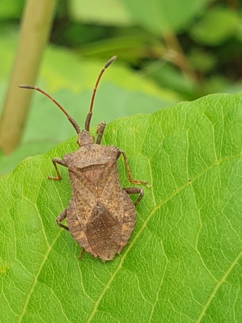 Coreus marginatus - közönséges karimáspoloska