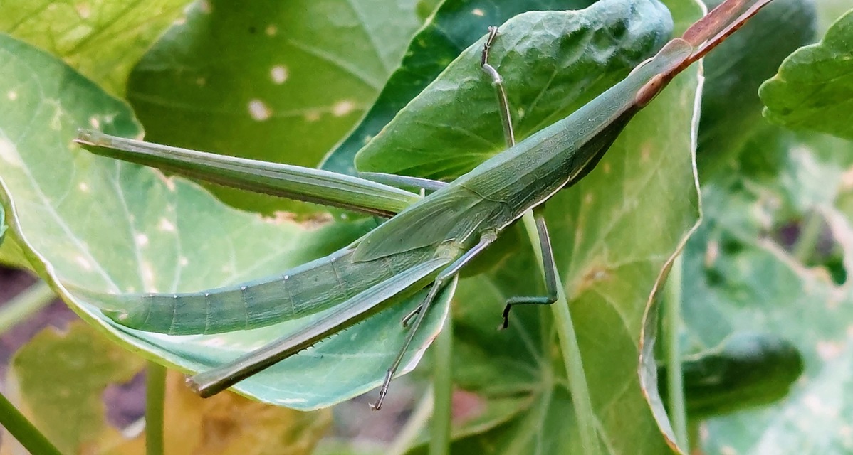 Acrida ungarica - sisakos sáska