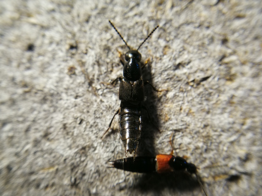 Philonthus punctus - sokpontos ganajholyva
